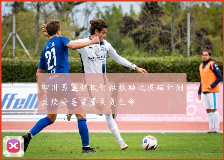 四川男篮积极行动救助流浪猫计划后续妥善安置关爱生命